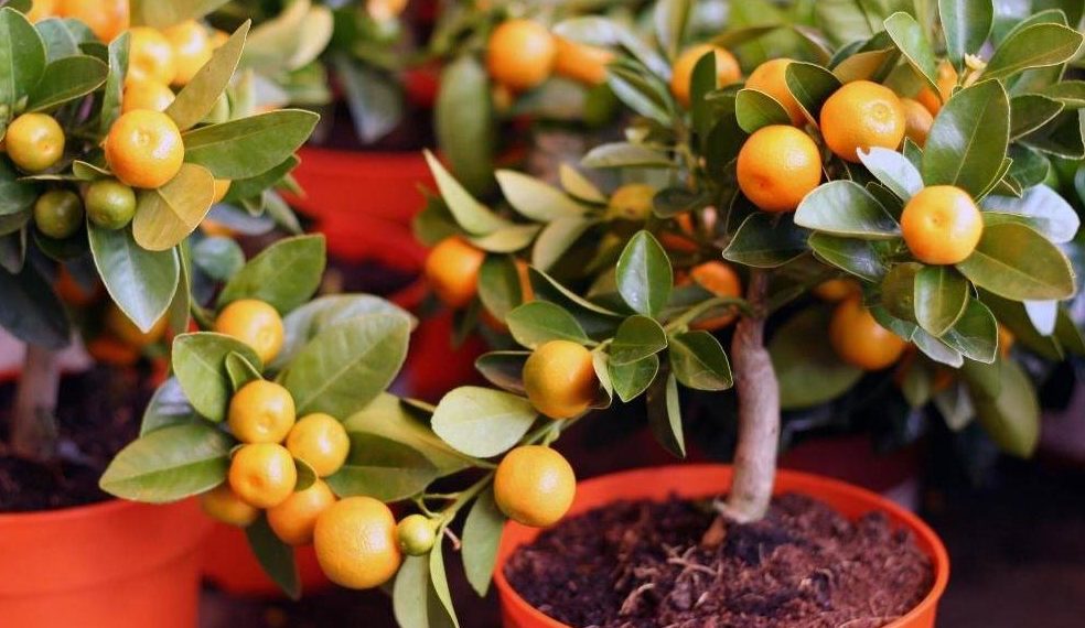 Які мандарини найкраще підходять для вирощування у кімнаті?