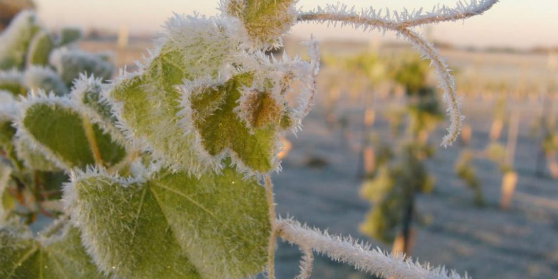 Як підготувати виноград до зимівлі