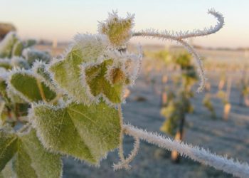 Як підготувати виноград до зимівлі