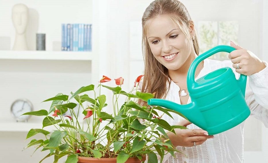 Побороти плісняву на поверхні вазонів допоможе правильний полив