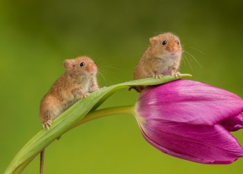 В Україні заборонять випробовувати косметику на тваринах