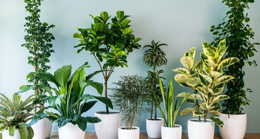 Як перевозити вазони правильно