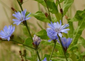 Весняні клопоти. Скоро настане час садити цикорій