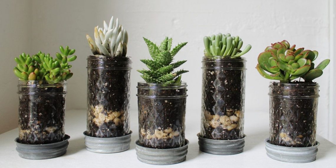 Чи обов’язковий дренаж для кімнатних рослин