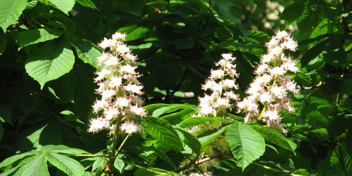 Зелений символ Києва – каштани – замінить сакура