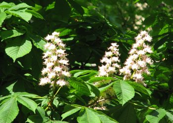 Зелений символ Києва – каштани – замінить сакура