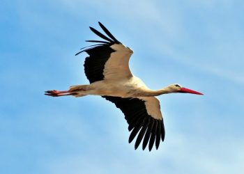 Завтра – Теплого Олекси. Прикмети та традиції святкування