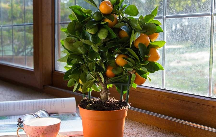Краса на підвіконні, або як власноруч виростити кімнатний мандарин