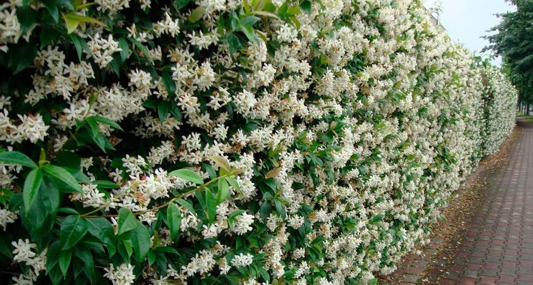 Весняні клопоти. Час садити жимолость