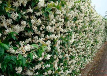 Весняні клопоти. Час садити жимолость