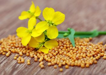 Садового-городні клопоти. Гірчиця допоможе в боротьбі зі шкідниками