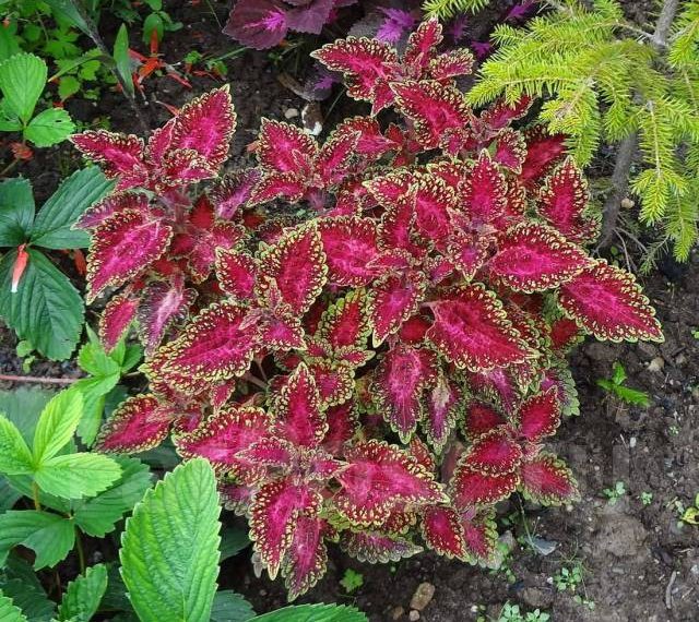 Домашня кропивка у квітнику