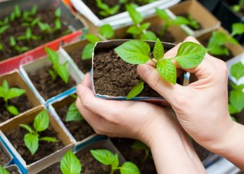 Перевозимо розсаду без травм