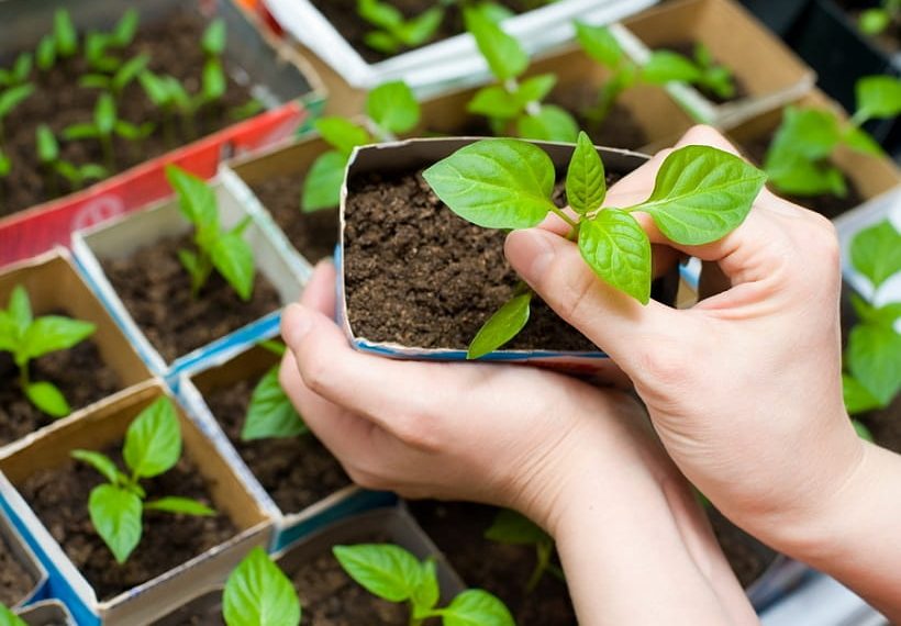 Перевозимо розсаду без травм