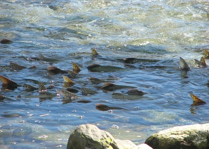 Нерест триває довго