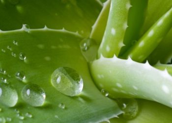 Маски для волосся з алое