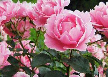 Розмаїття півоній