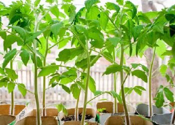 Витяглась розсада томатів