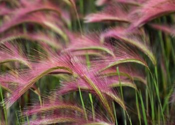 Шовкова грива ячменю гривастого