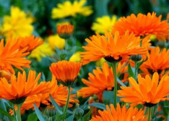 Календула прикрасить садибу