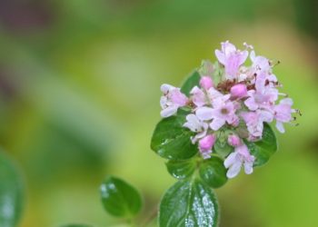 Майоран? Орегано? Це ж материнка!