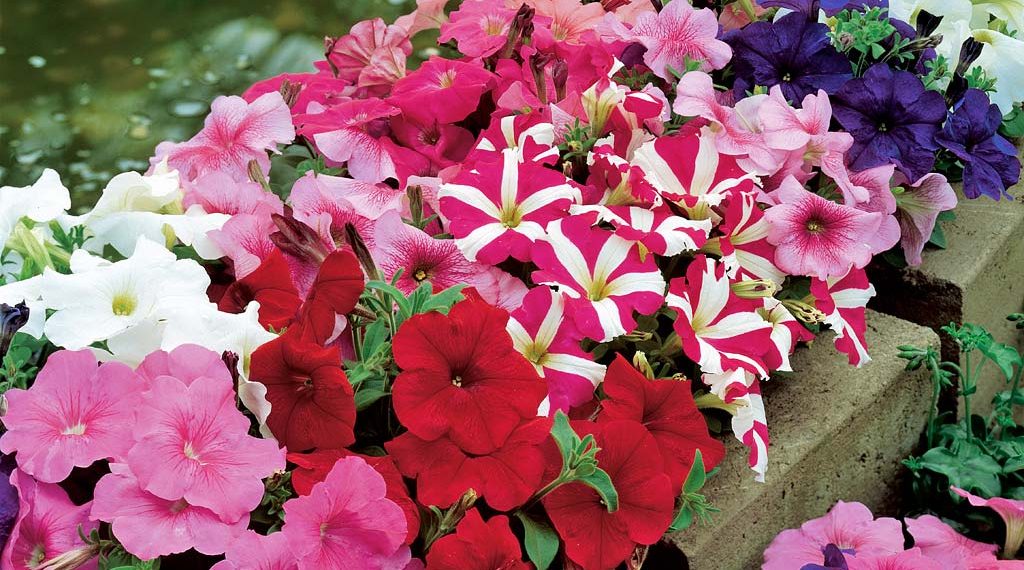 Яскраві каскади петуній