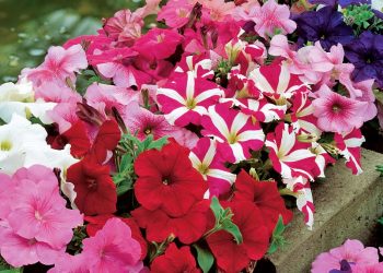 Яскраві каскади петуній