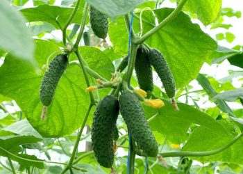 Щоб огірки не гірчили