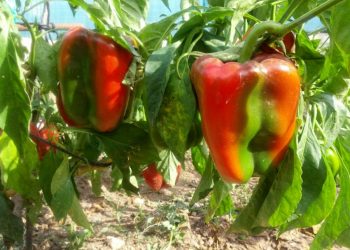 Перець висаджуйте, коли потепліє