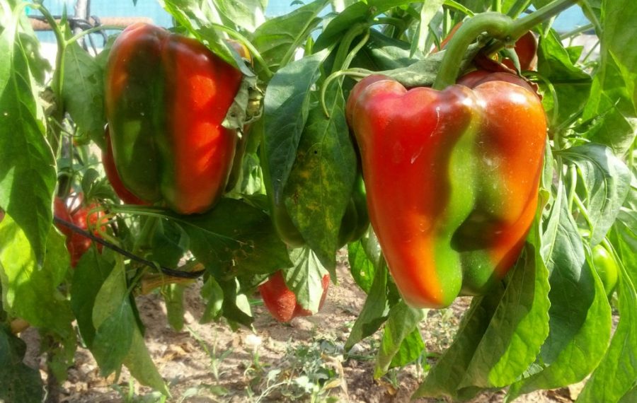 Перець висаджуйте, коли потепліє