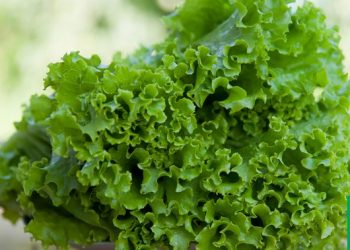 Листковий салат — вітамінна скарбничка