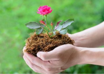 Щоб не виросла замість троянди шипшина