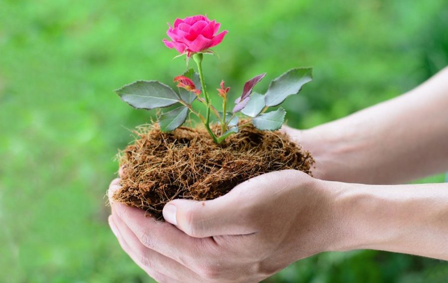 Щоб не виросла замість троянди шипшина