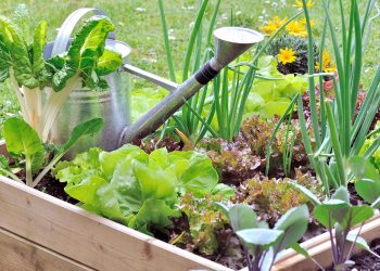 На городі: сусіди «хороші» і «погані»