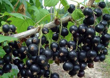 Урожайна смородина