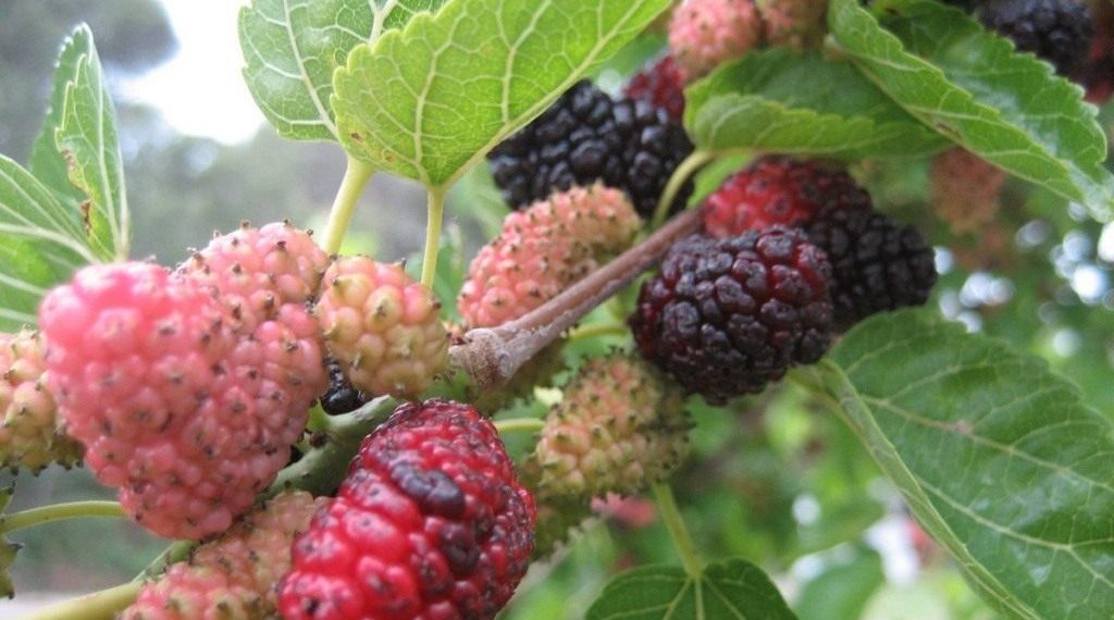 Ліки з шовковиці