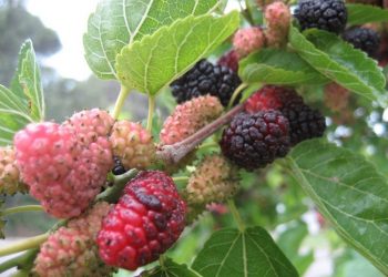 Ліки з шовковиці