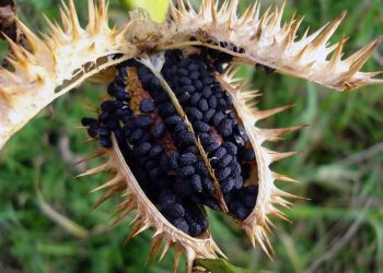 Перевірений засіб від задишки, кашлю, астми та для профілактики інсультів