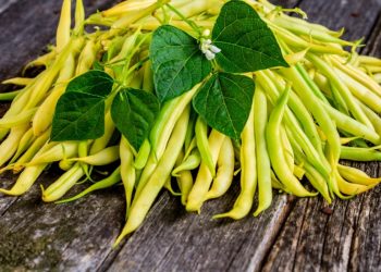 Вирощуймо спаржеву квасолю