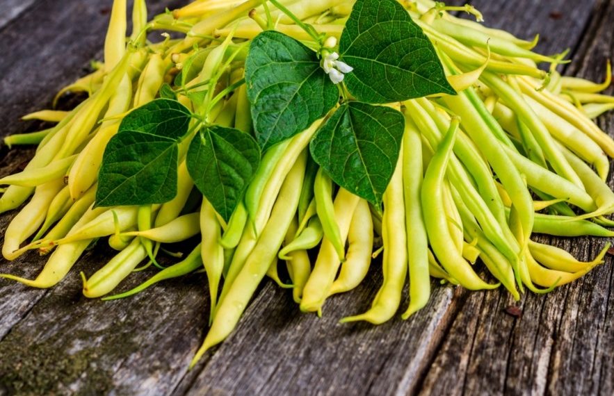 Вирощуймо спаржеву квасолю