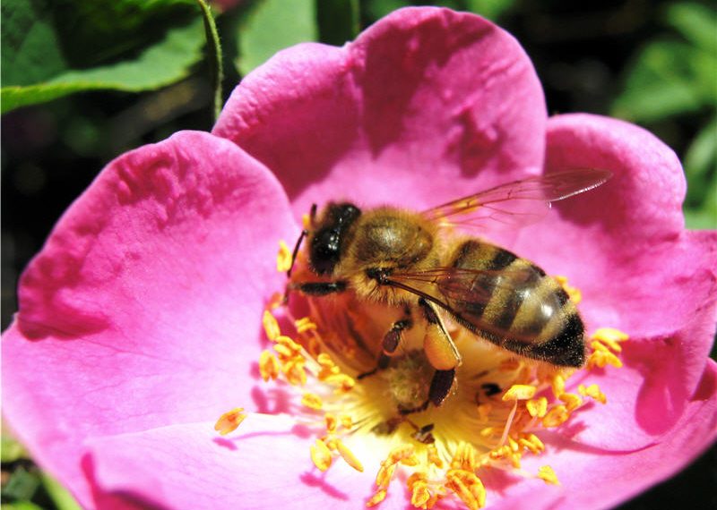 Бджола вжалила