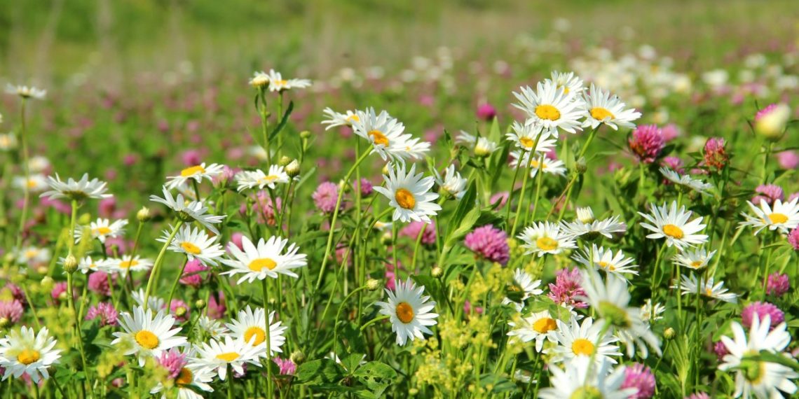 Перехресна алергія