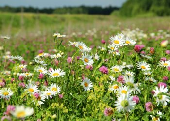 Перехресна алергія