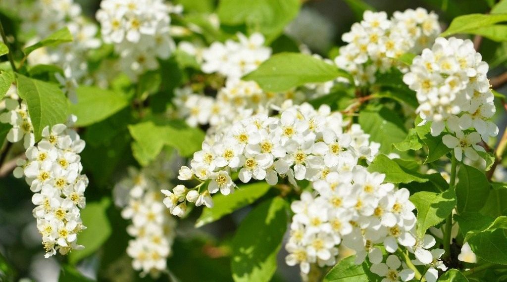 Рослини-захисники