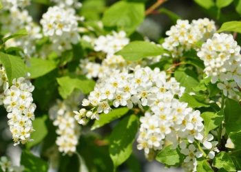 Рослини-захисники