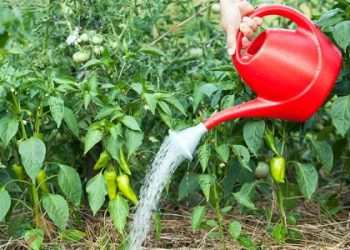 Правила поливу рослин