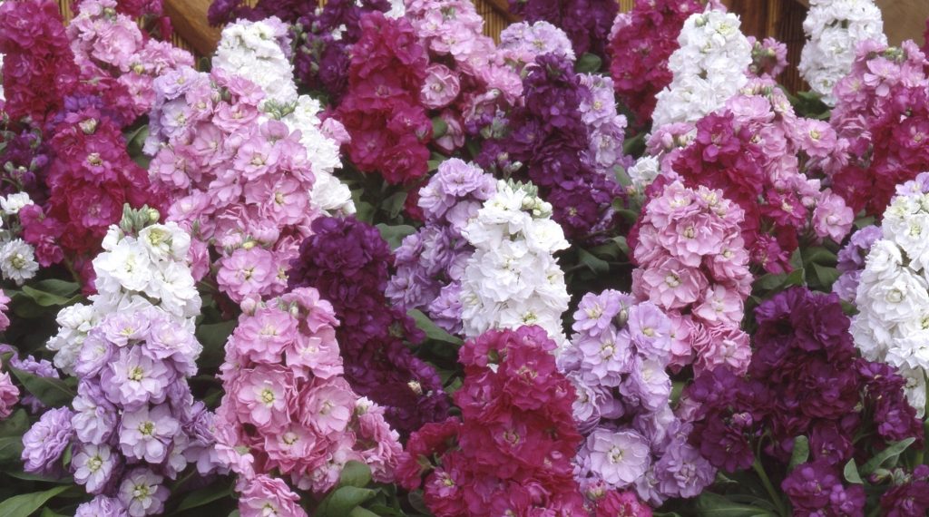 Матіола сива, або левкой