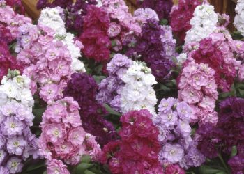 Матіола сива, або левкой