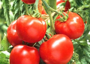 Помідори підживлюйте попелом