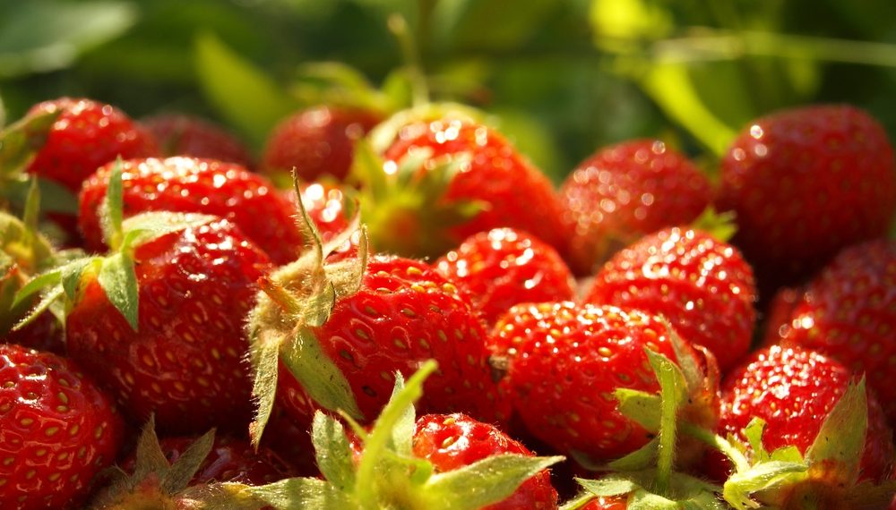 Як віддячити суниці за щедрий урожай